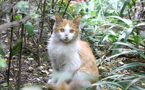 小猫多久吃肉最好