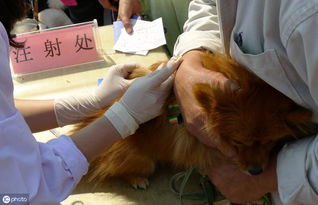 狗狗打什么疫苗好一点