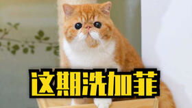 怎么给加菲猫洗澡