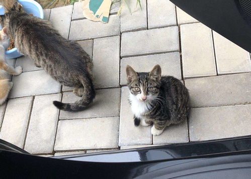 流浪猫主动咬人