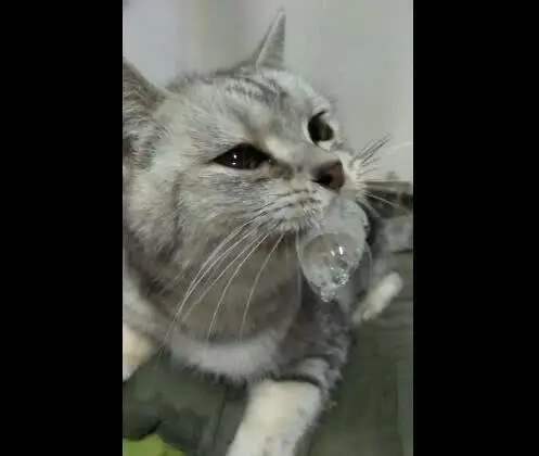 猫被打的吐白沫是什么病