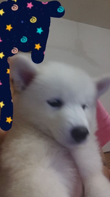 3个月萨摩体重