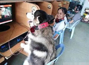 阿拉斯加发烧了一动不动是怎么回事