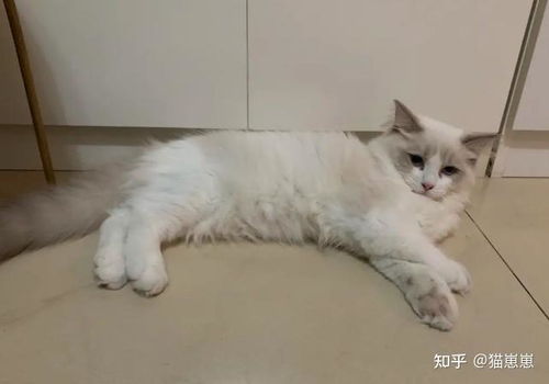 布偶猫发情多少天