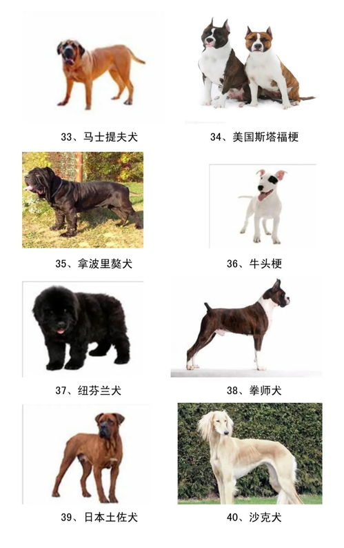 狗禁养品种