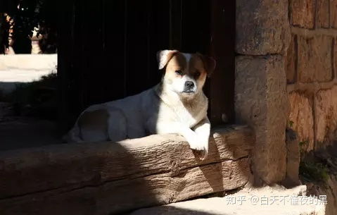 狗晒多久太阳最好
