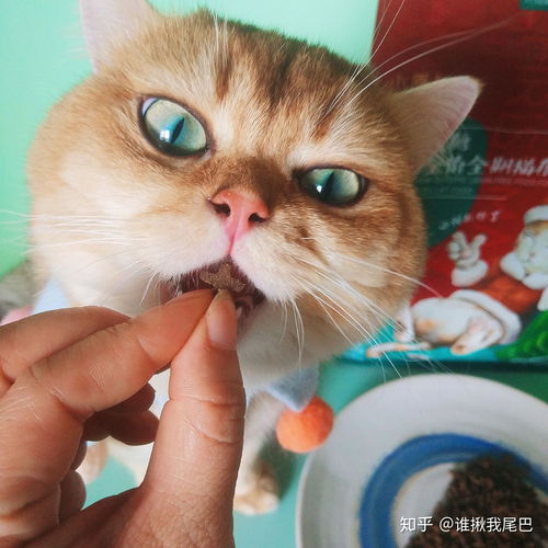 给猫咪试吃猫粮