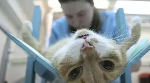 猫绝育有什么好处