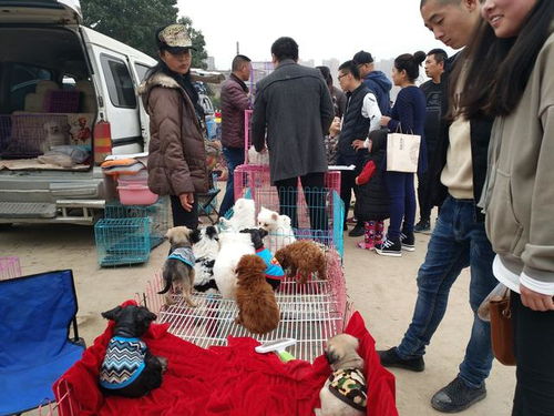 邵阳卖狗的市场,最大的狗市场