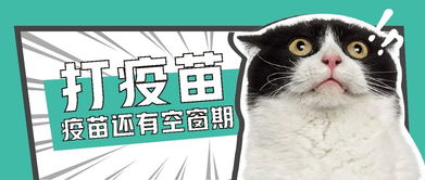 猫去哪儿打疫苗