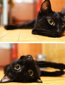 黑色猫品种图鉴