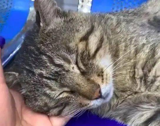 天津哪家宠物医院给猫做绝育好