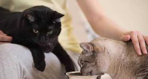 多久给猫咪喂食一次