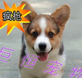 柯基幼犬多久能长大