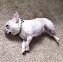 斗牛犬生产后怎么喂养