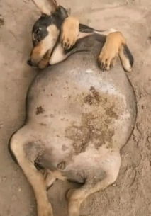 小狗腹腔积水