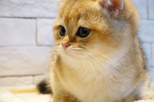 宠物猫多久洗澡