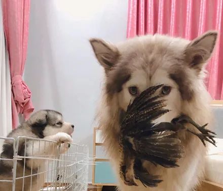 小狗生完宝宝后拉稀了