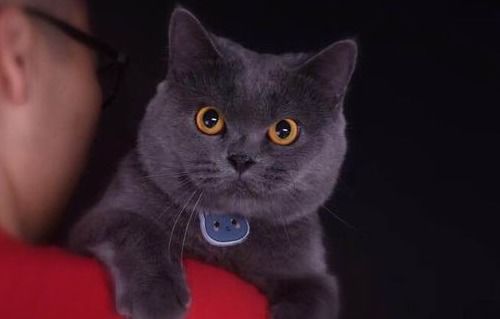 蓝猫生产后需要注意什么