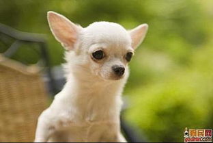 短毛的宠物犬