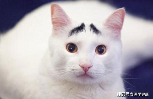 猫交配后多久生小猫