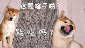 狗狗产后不停的大喘气是怎么回事