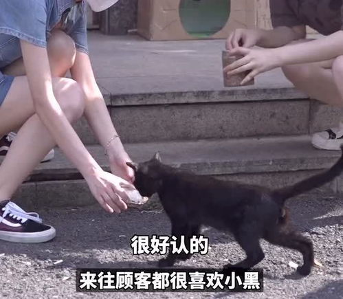 流浪猫绝育了还会逃出去吗