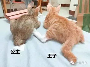 幼猫多久离开母猫比较好