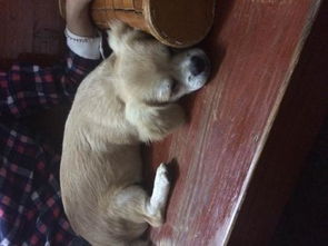 小狗多大可以吃蛋