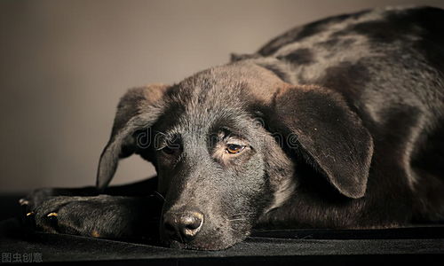 博美犬几天不吃会饿死