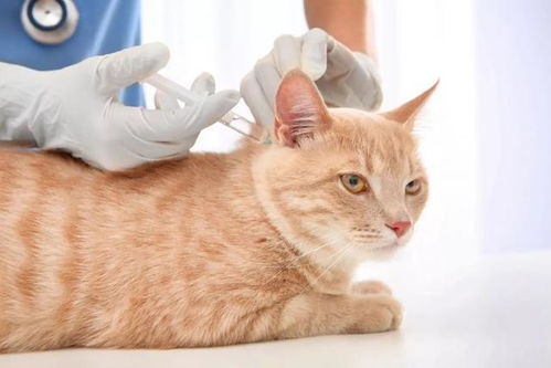 猫的疫苗和驱虫可以一起做吗