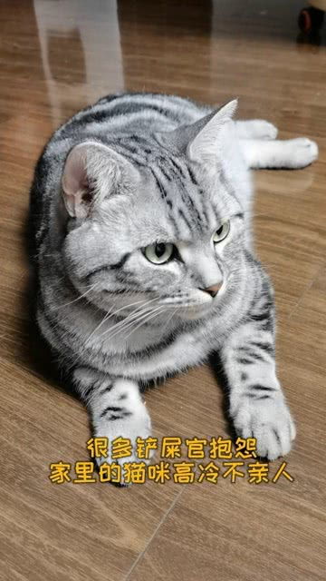 怎么让猫咪黏着你