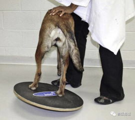狗髋关节治疗