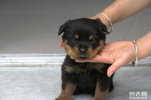 重庆有哪些犬舍犬种