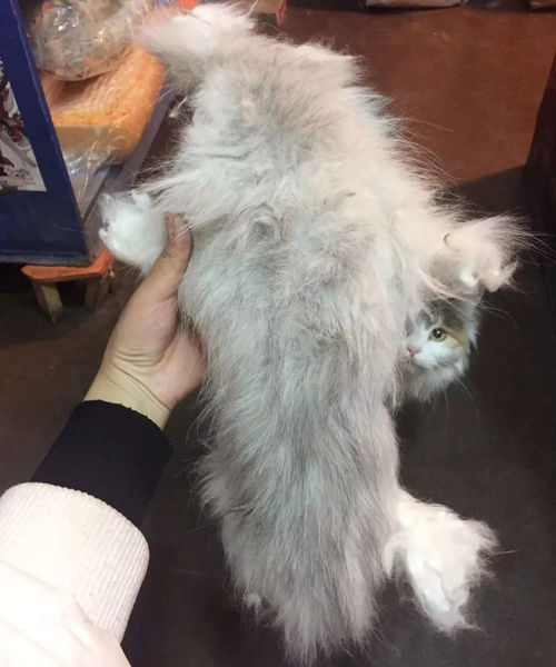 猫长毛要多久时间