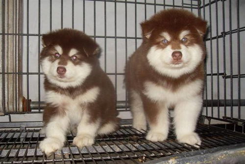 阿拉加斯犬怎么喂养