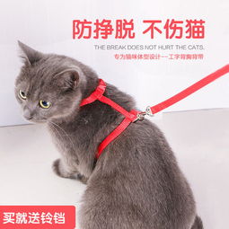 怎么让猫带上牵引绳走路
