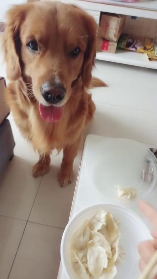 小狗能天天吃