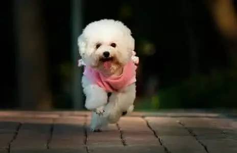贵宾犬可以跑步吗