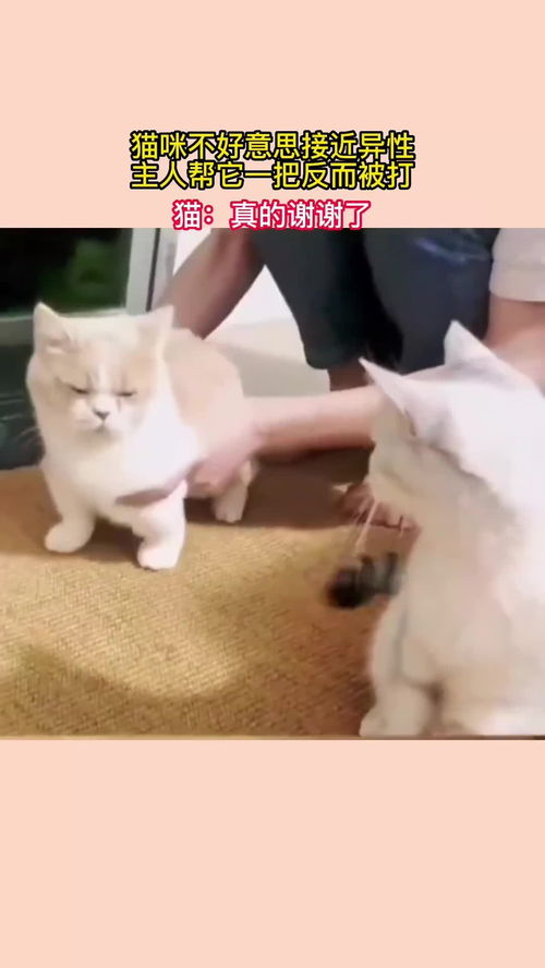 主人被打猫会怎么样