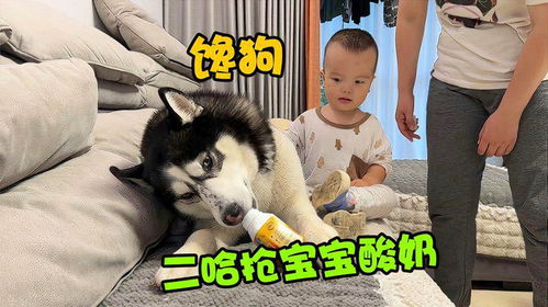 狗狗生完孩子可以喝酸奶吗