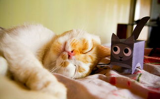 猫鼻支需要多久康复