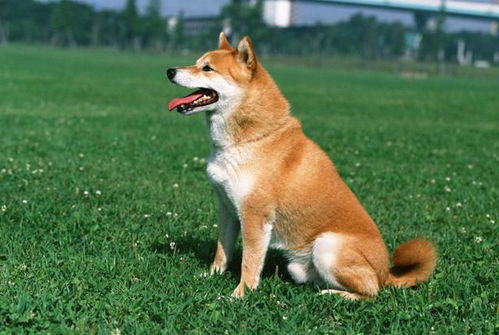 柴犬配狗后性情大变