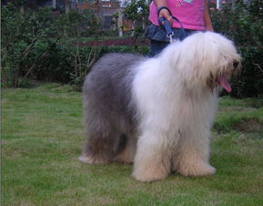 古代牧羊犬重量