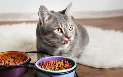 猫吐猫粮出来怎么回事