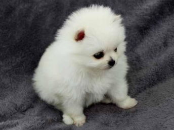 博美犬重量