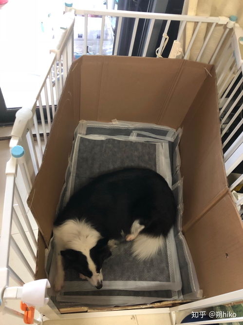 狗狗分娩要多长时间