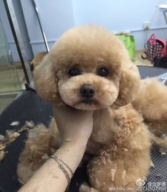 泰迪注射疫苗时间