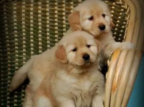 金毛幼犬可以吃啥