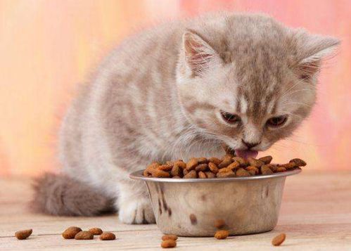 给猫咪直接换粮
